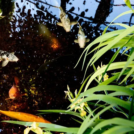 Wijk Aan Duin 公寓 *